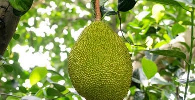Yaca Fruta