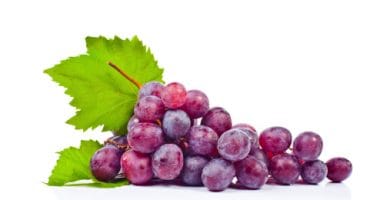 Muscadina